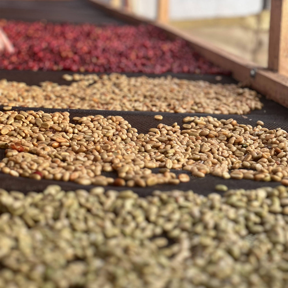 COLOMBIA Microlot - Specialty Coffee 125g