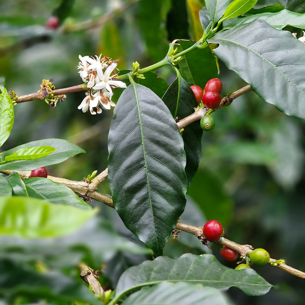 COLOMBIA Microlot - Specialty Coffee 125g