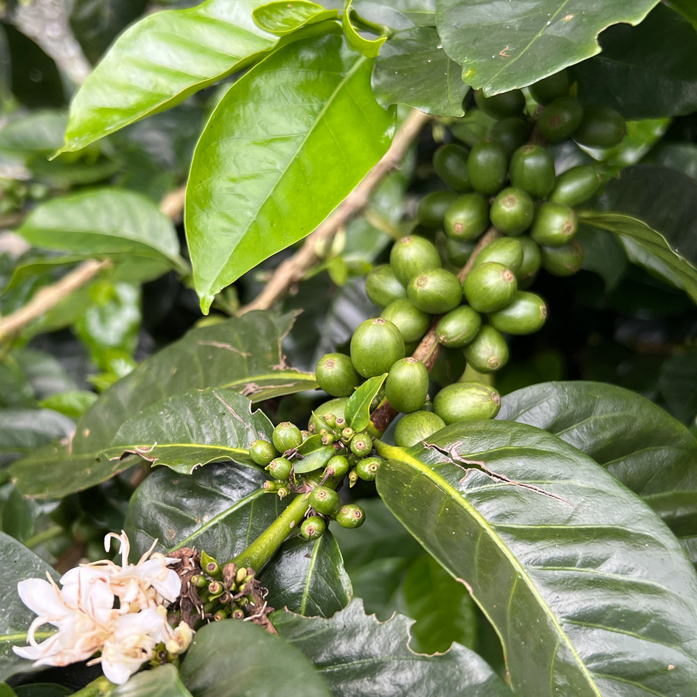 PANAMA Geisha - Specialty Coffee 125g